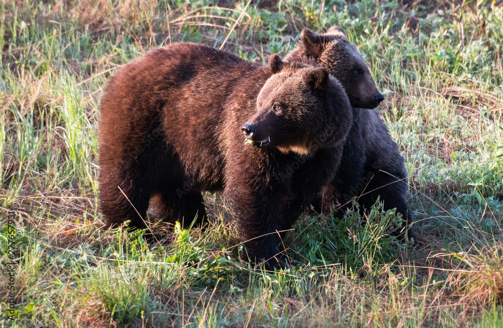 Grizzly bear Grizzly bear