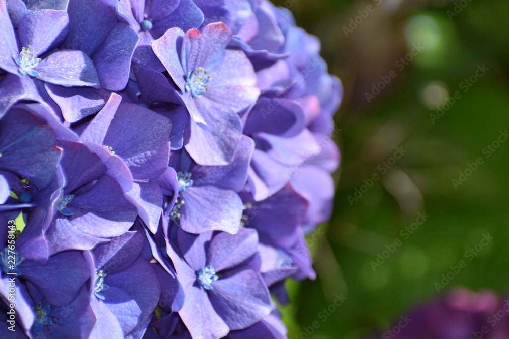 Purple hydrangea
