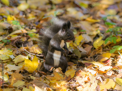 black squirrel in autumn