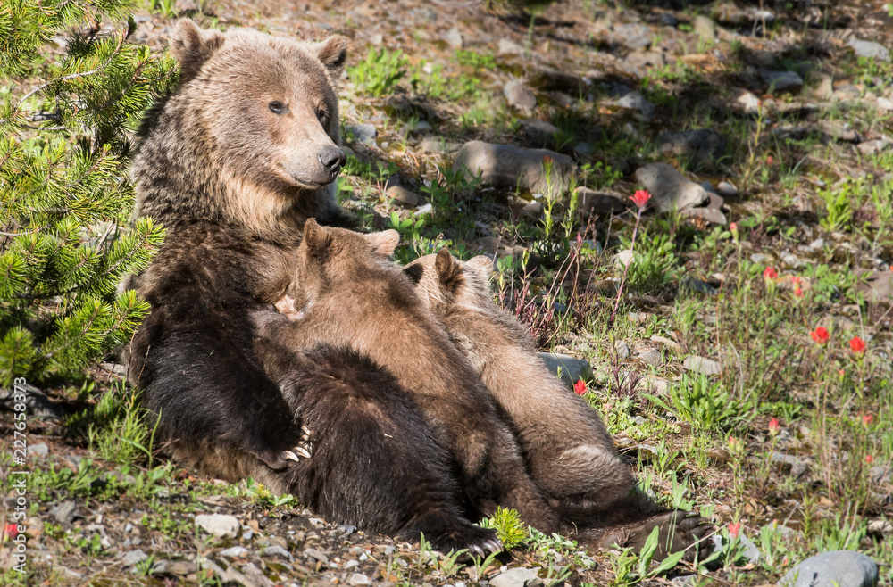 Fototapeta premium Grizzly bear