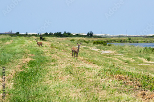 Looking Deer in Field