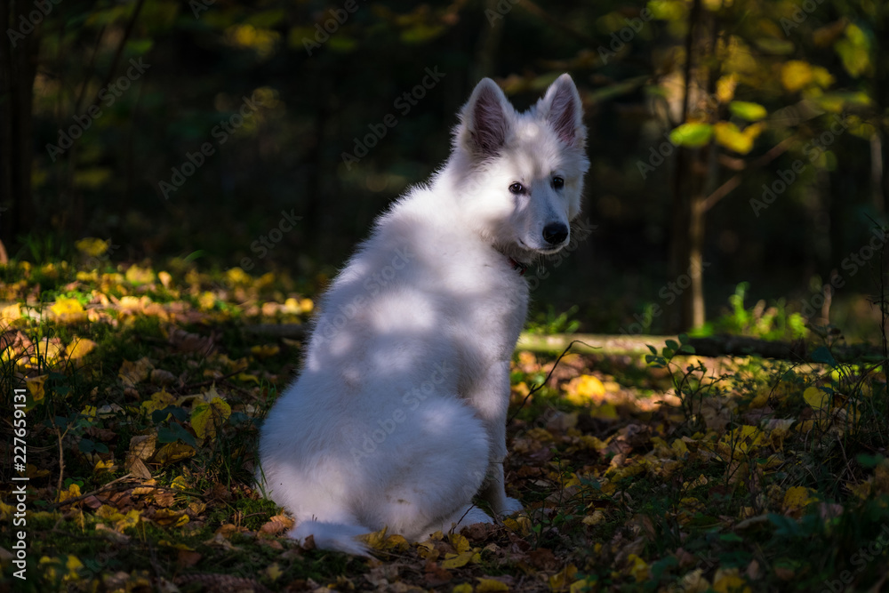 White Swiss Shepherd Puppy 