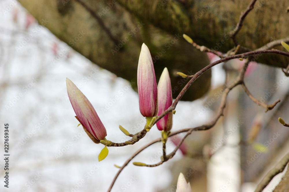 pink flowers on tree pink flowers on tree