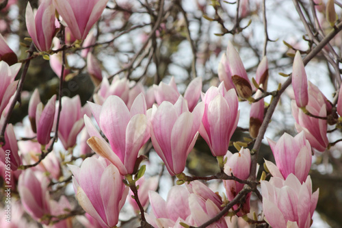 pink magnolia blossom © Dmitriy