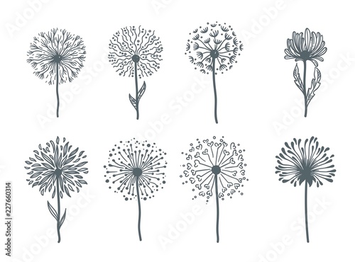 Tender wild dandelion in all phases of blooming.