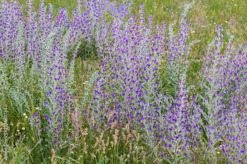 Fototapeta Naklejka Na Ścianę i Meble -  Campo de lavanda