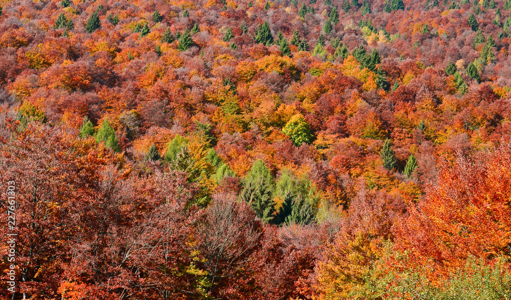 autumn leaves