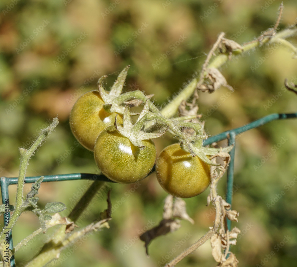 Obraz premium Growing Tomatoes 5 Cherry tomatoes. 