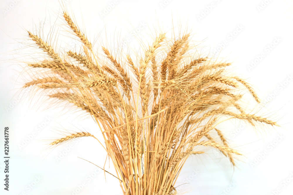 Spikes of wheat in the middle of the frame. Spikes of wheat in the middle of the frame.