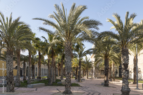 Palm trees in the plaza  Murcia  Cartagena  Spain