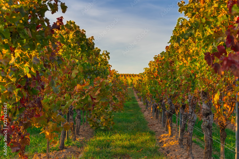 Weinreben in Reihe im Herbst, Deutschland, Rheinhessen