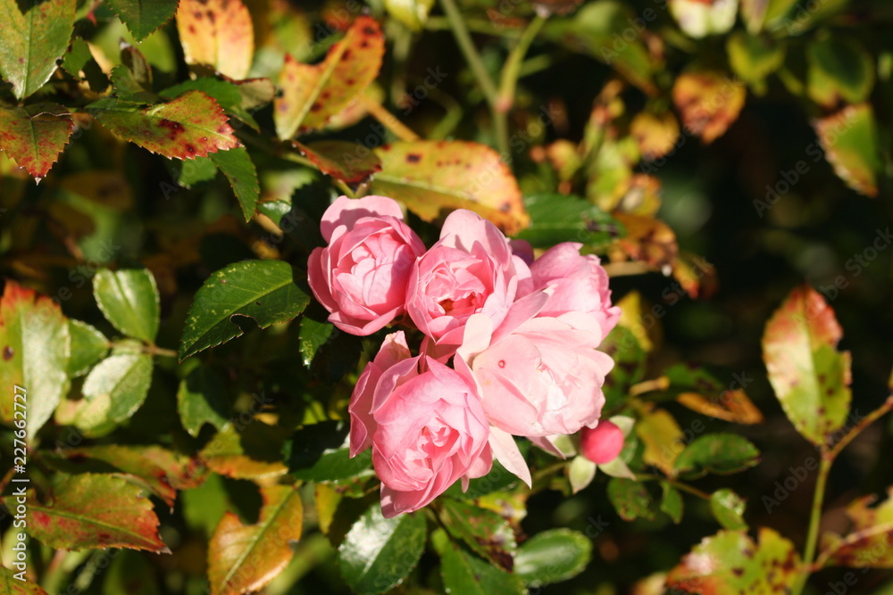 Fototapeta premium rosen, strauch, pink, rosa, blüten