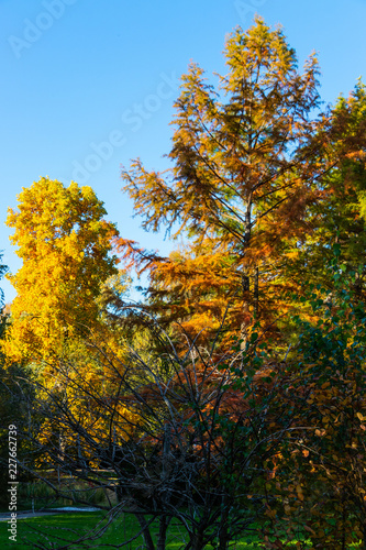 Bäume und Sträucher mit bunten Blättern im Herbst © Frank