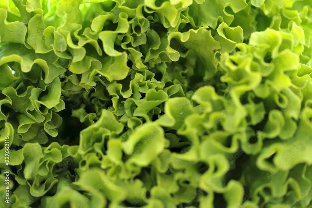 Fresh green lettuce background.Blurred, clipped. The concept of health and nutrition. Fresh green lettuce background.Blurred, clipped. The concept of health and nutrition.