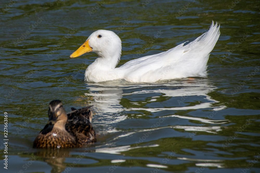 Feeding bread and duck feed pellets to a flock of wild mallards and white heavy Long Island American Pekin Ducks on a park lake