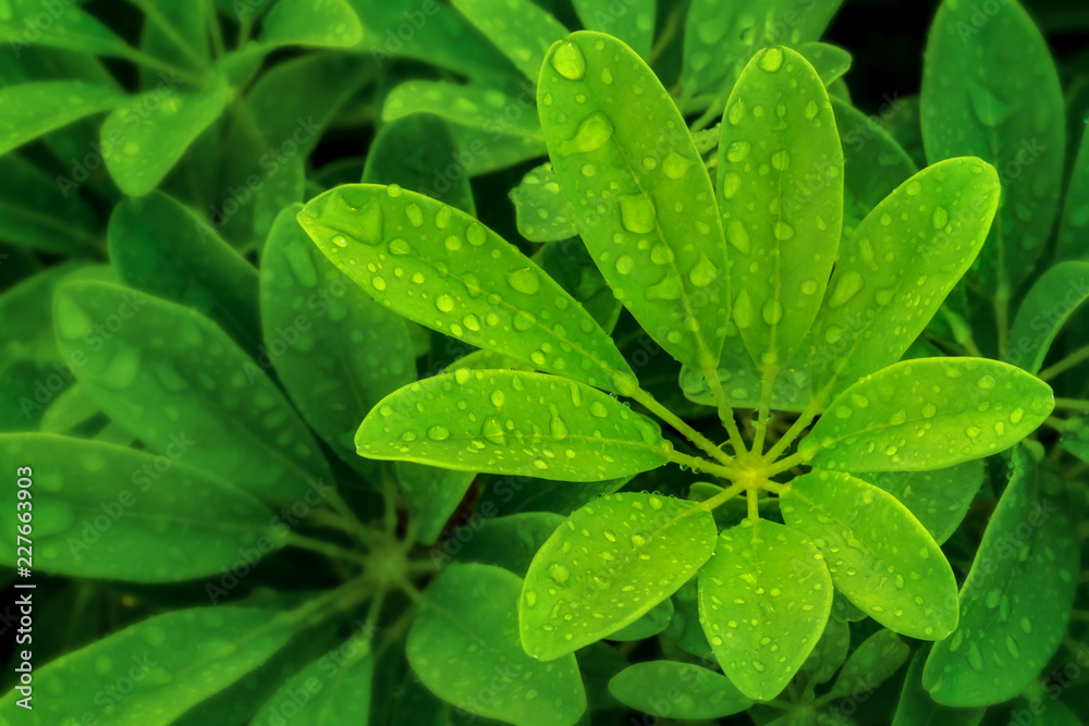 High angle view group of fresh green leaves from the plant name Umbrella Tree or Octopus Tree (Araliaceae, Schefflera leucantha) with droplets water in natural outdoors garden and selective focus. High angle view group of fresh green leaves from the plant name Umbrella Tree or Octopus Tree (Araliaceae, Schefflera leucantha) with droplets water in natural outdoors garden and selective focus.