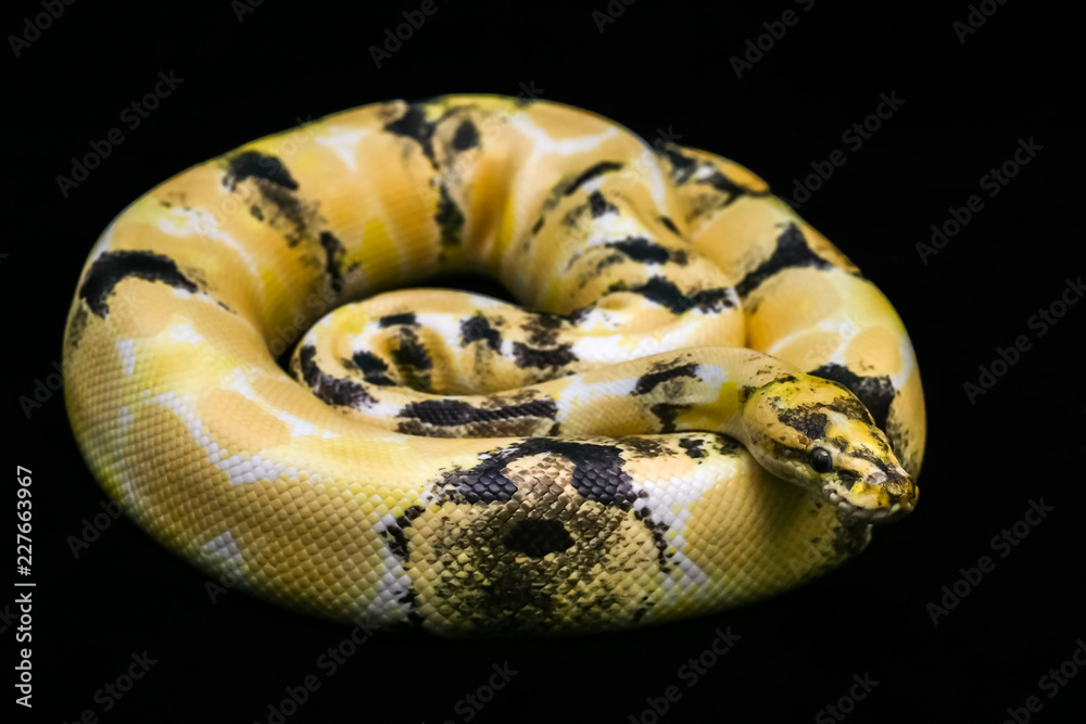 Paradox calico morph Ball python (python regius) on black floor background.  Image of beautiful snake for exotic pets or reptile keeper. Stock-Foto |  Adobe Stock