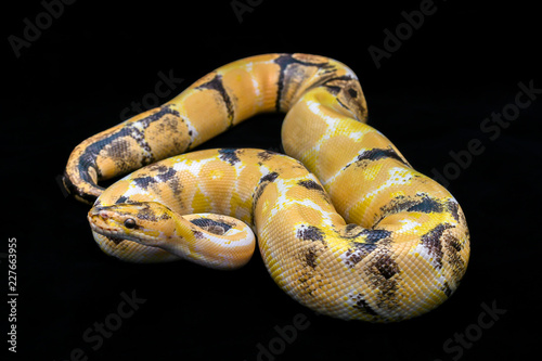 Paradox calico morph Ball python (python regius) on black floor background. Image of beautiful snake for exotic pets or reptile keeper.
