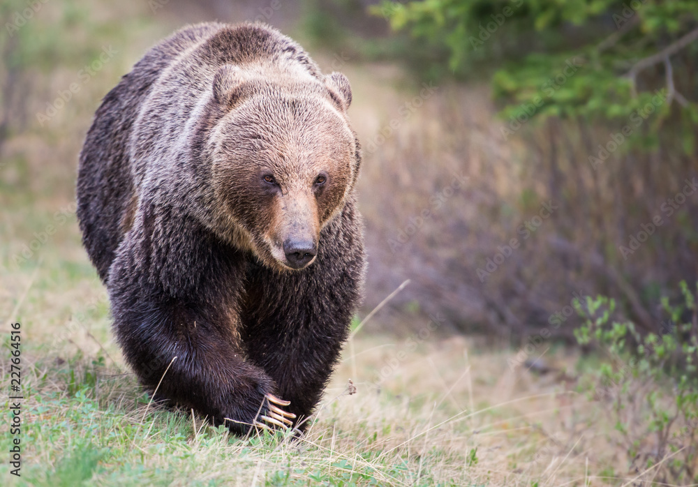 Obraz premium Grizzly bear