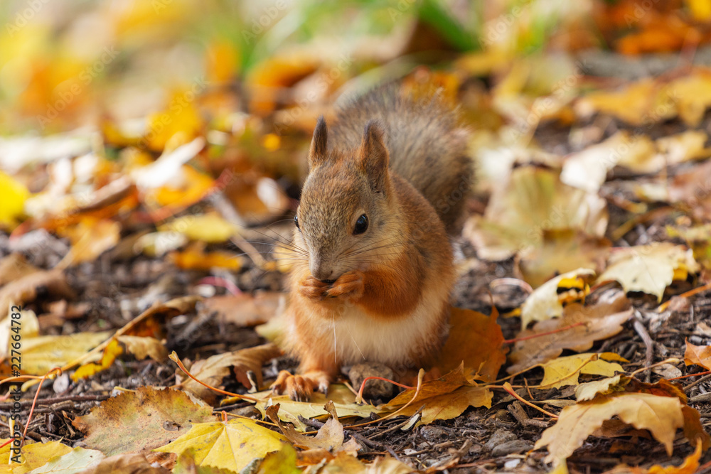 squirrel in the autumn forest eating a nut against the background of fallen leaves squirrel in the autumn forest eating a nut against the background of fallen leaves