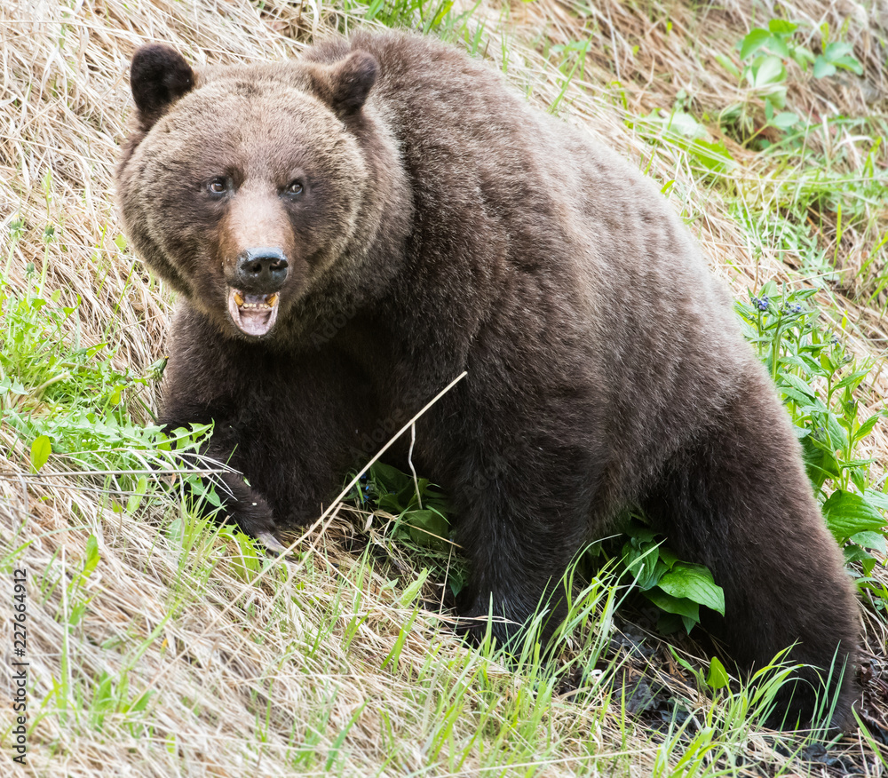 Grizzly bear