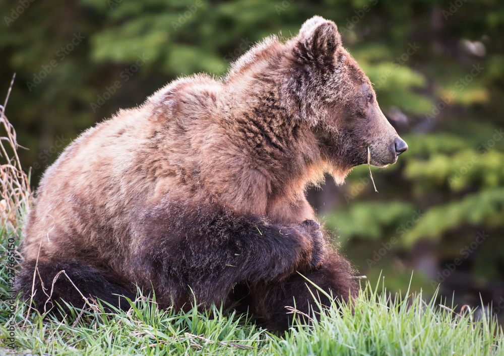 Grizzly bear