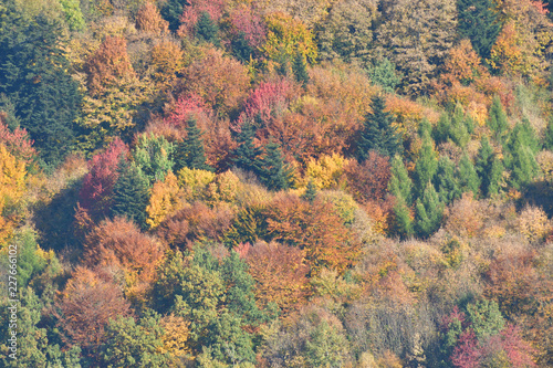 nature trees in autumn colored in color
