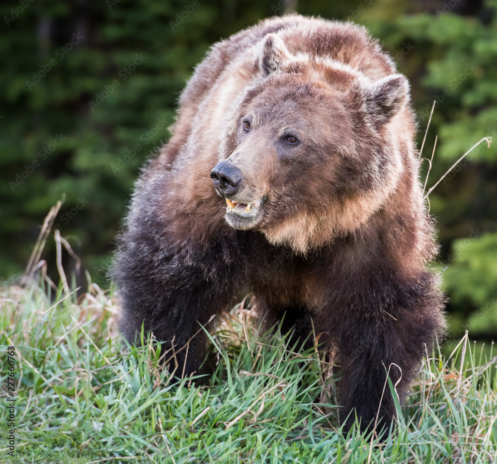 Fototapeta premium Grizzly bear