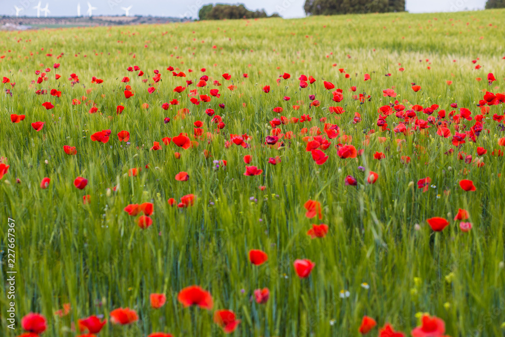 Fototapeta premium Campo de amapolas