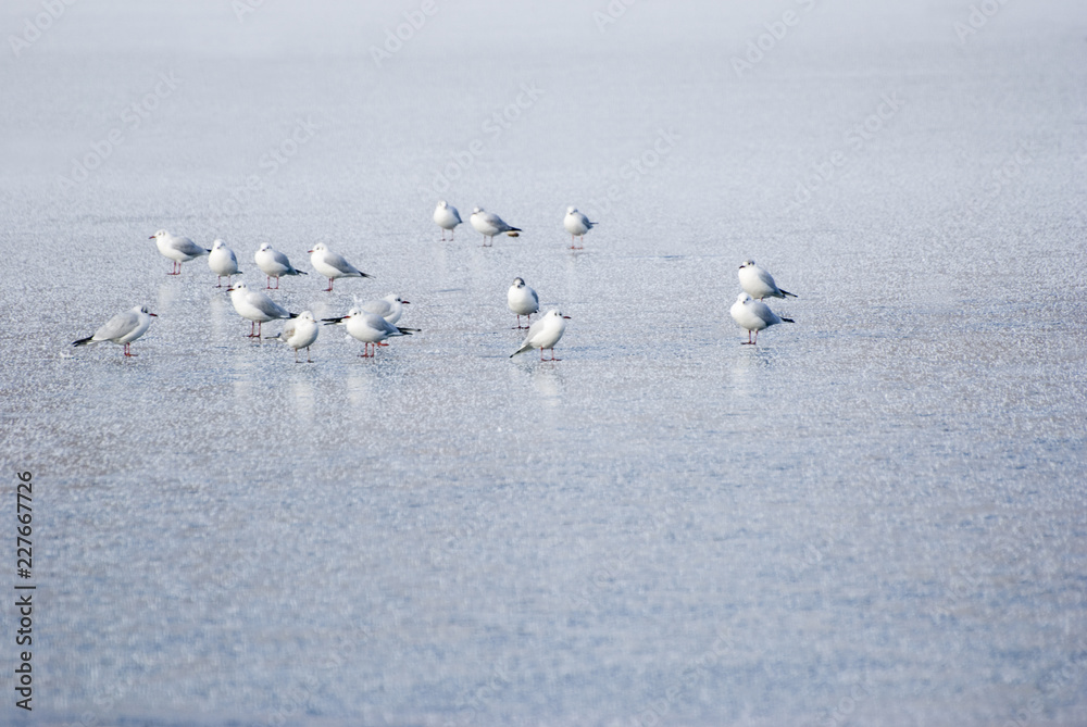 Fototapeta premium Tauben auf der geschlossenen Eisdecke eines Sees / Pigeons on the closed ice cover of a lake