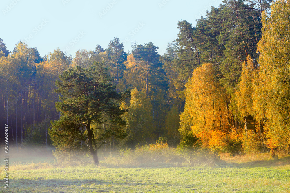 Fototapeta premium jesień w lesie Warmii