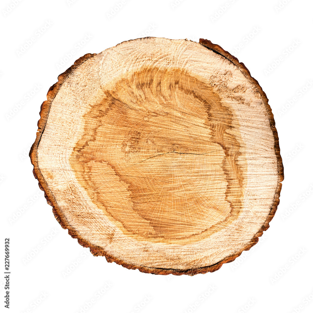 Cross section of tree trunk isolated on white background Cross section of tree trunk isolated on white background