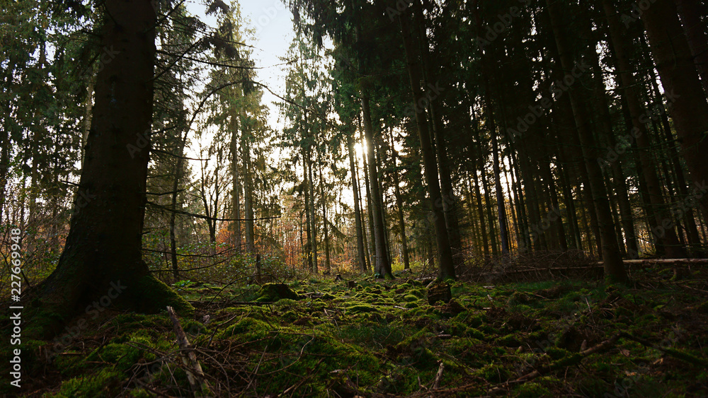 Obraz premium Herbstlicher Wald