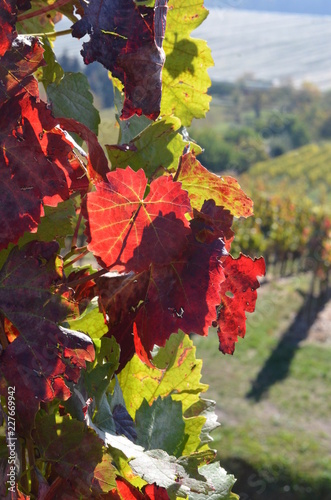 Weinrebe Blätter Herbst