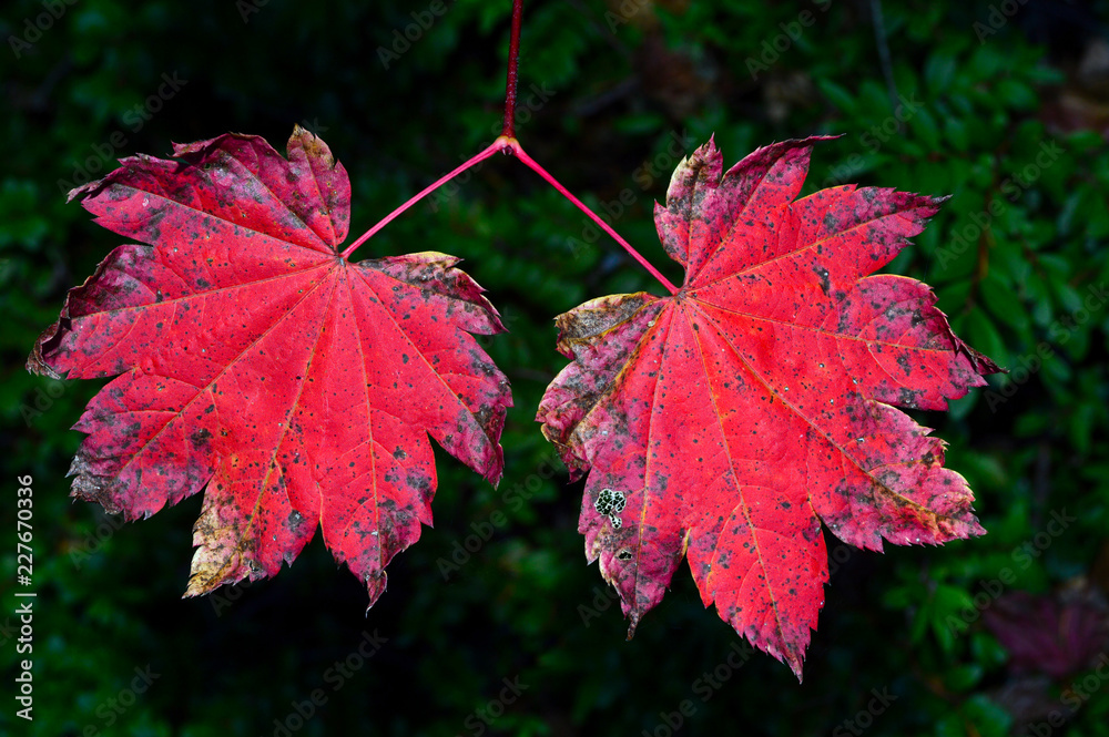 Obraz premium A pair of red autumn leaves