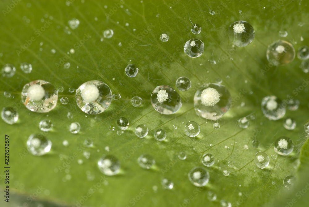 Drops of water on a leaf after the rain