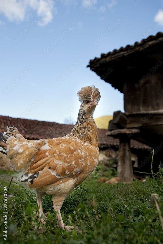 Hen in the hen house, breed of hen Hen in the hen house, breed of hen