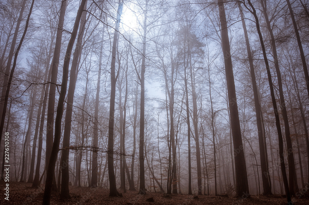 Sonnenstrahlen im Nebel