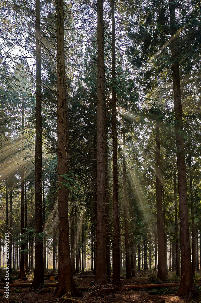 Fototapeta premium Sonnenstrahlen im Nebel