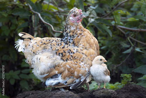 Hen with her chicks, protecting herself under her mother's feathers