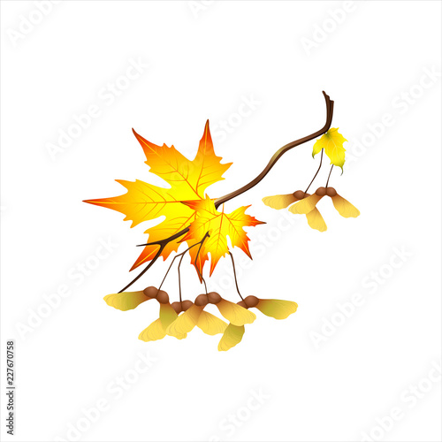 Autumn branch with maple fruits.