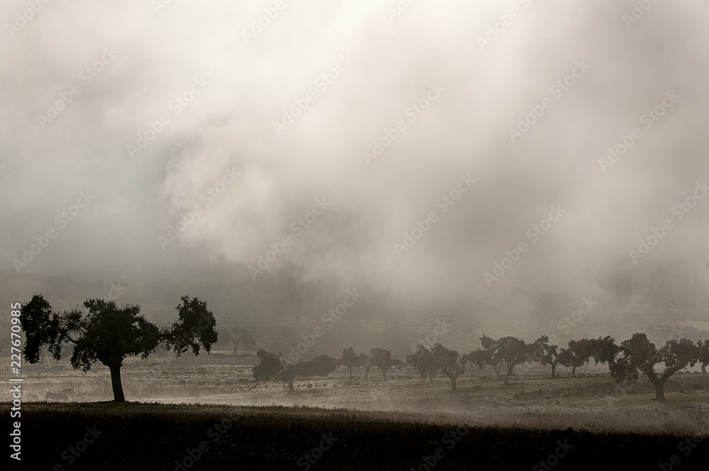 Landscape of oak with fog, pasture, Extremadura Landscape of oak with fog, pasture, Extremadura