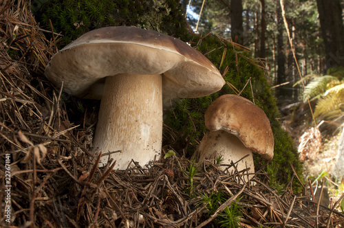 Mushroom, boletus edulis, in pine forest