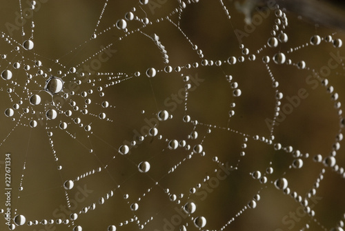 Spider web with water drops, dew