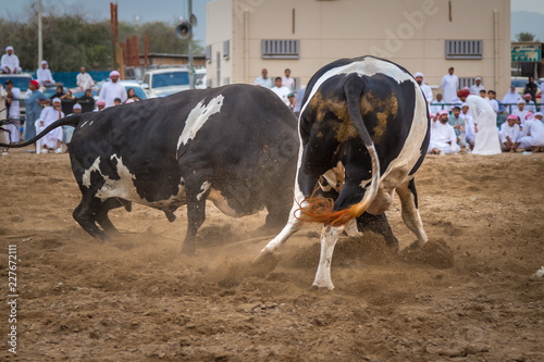 Bullfight as entertainment of locals of UAE photo