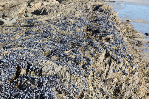 Moules accrochées à un rocher sur la côte bretonne