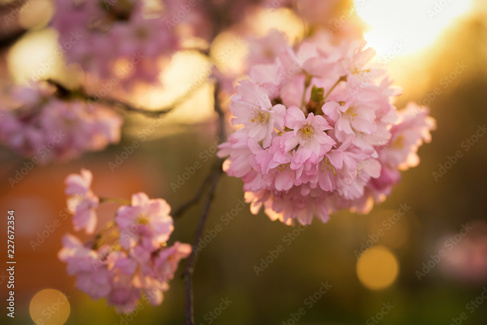 Kirschblüte Kirschblüte