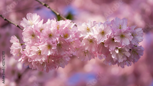 Kirschblüte © JuSto