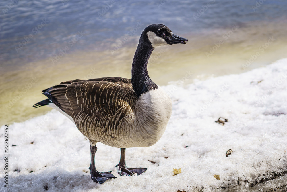 Canada goose Canada goose