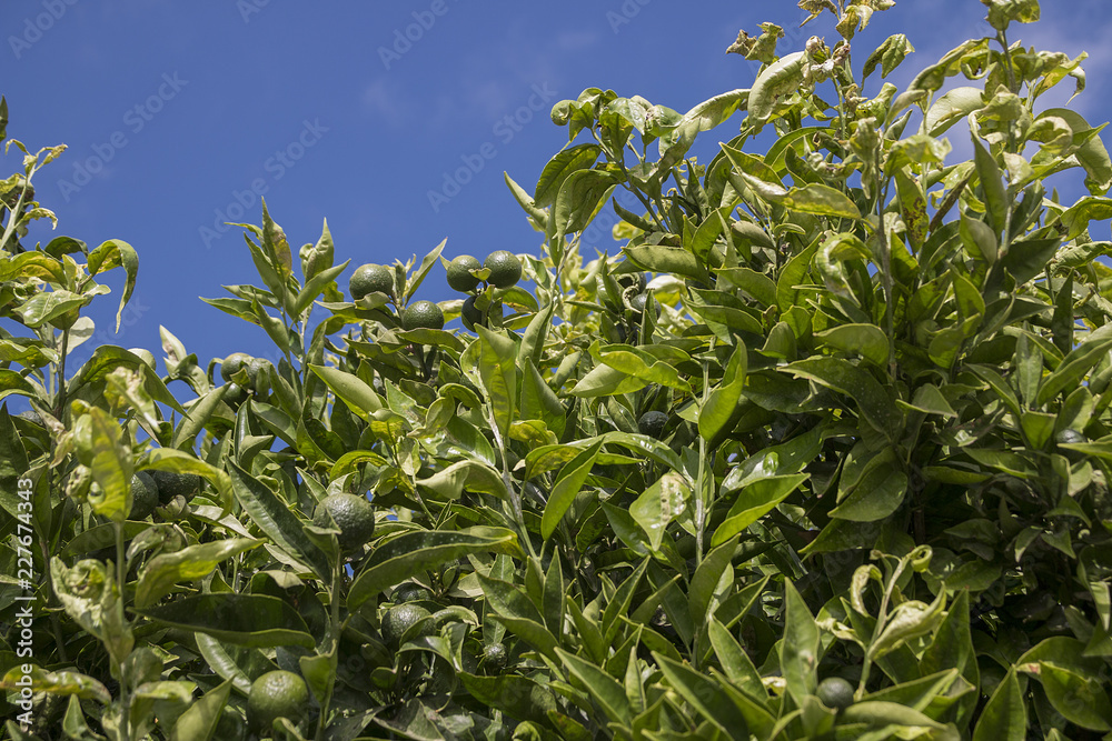 Lemon tree foliage and fruits.
